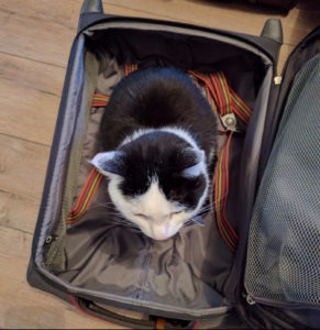 Chat assis dans une valise