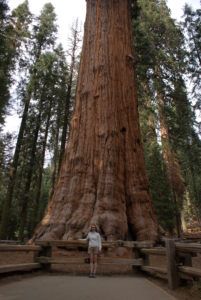 Parc de Sequoia